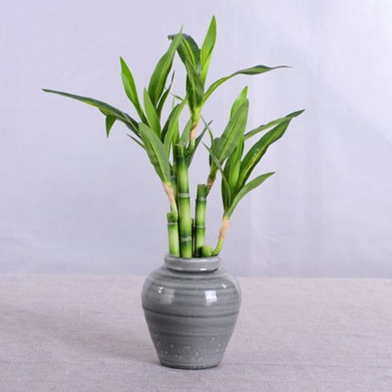 New 40cm Artificial Lucky Bamb - Outdoor Furniture Green 评论和价格
